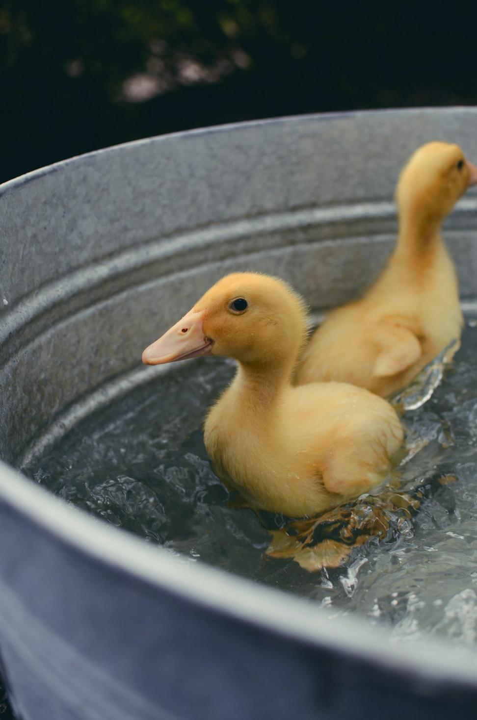 Duck Dish
